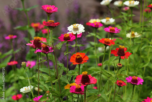 Youth-and-age, or common zinnia flowers in a garden