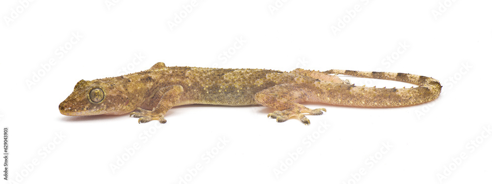 tropical, Afro American or cosmopolitan house gecko - Hemidactylus mabouia - a common parthenogenic lizard that has spread throughout the world.  Isolated on white background side view head down
