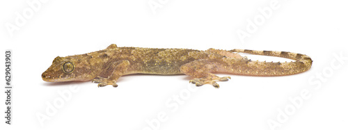 tropical, Afro American or cosmopolitan house gecko - Hemidactylus mabouia - a common parthenogenic lizard that has spread throughout the world. Isolated on white background side view head down