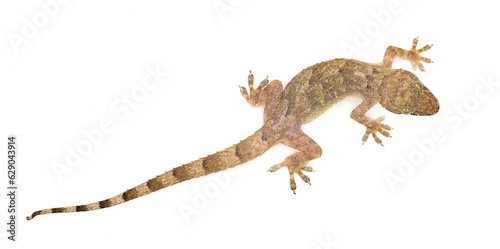 tropical, Afro American or cosmopolitan house gecko - Hemidactylus mabouia - a common parthenogenic lizard that has spread throughout the world.  Isolated on white background top dorsal view