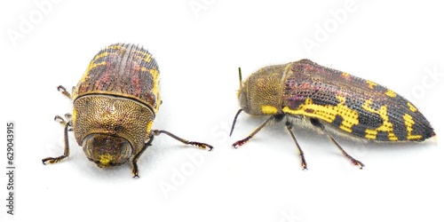 Flat headed Bald Cypress Sapwood borer Beetle - Acmaeodera pulchella - small yellow and black metallic insect with bee mimic qualities in color and pattern.  Isolated on white background two views