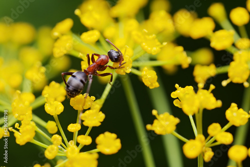 An ant walking on yellow dill inflorescences.