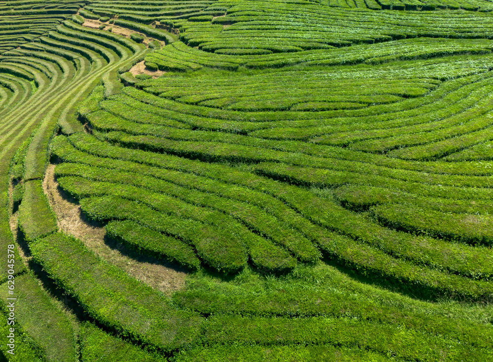 Plantação de chá, da espécie Camelia sinensis, na ilha de São Miguel nos Açores 