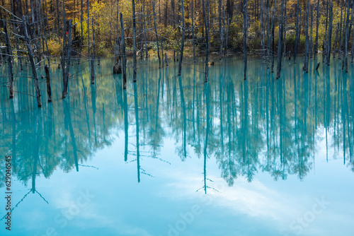 秋の青い池　美瑛町
