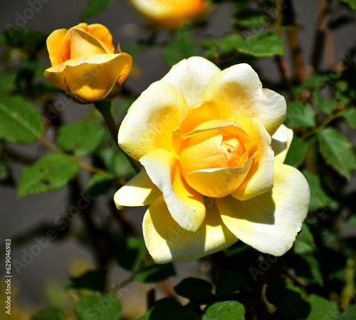 Yellow Rose in the garden