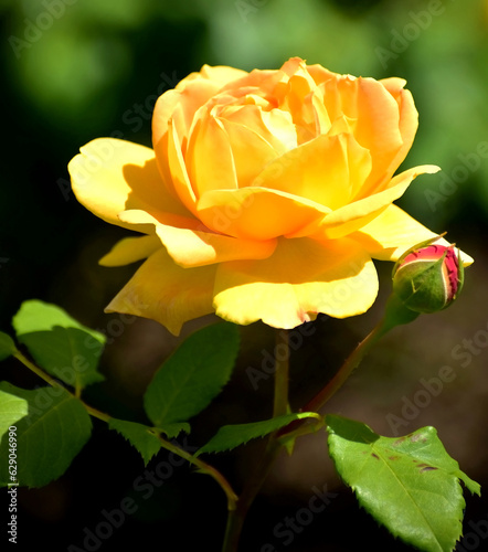 Yellow Rose in the garden
