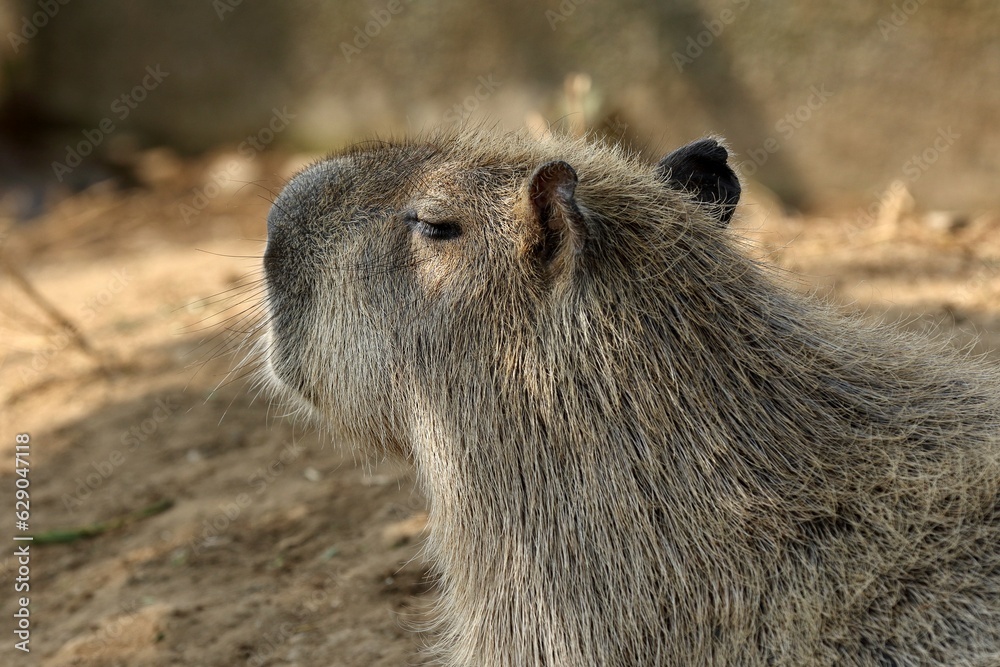 カピバラの横顔のアップ