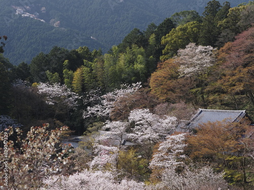 お寺の境内に咲いている桜の花
