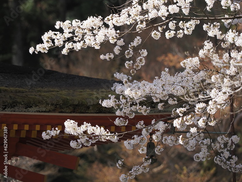 お寺の境内に咲いている桜の花