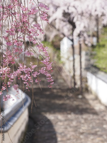 お寺の境内に咲いている桜の花