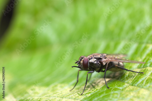 Stable fly, barn fly, biting house fly, dog fly, power mower fly (Stomoxys calcitrans) with an extended proboscis intended for stinging, sitting on a green leaf.