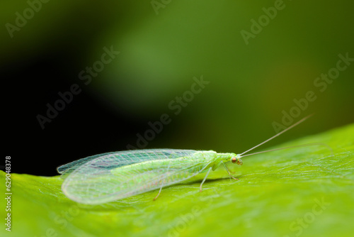 Side view of a Green lacewing (Chrysopidae family) sitting on a vine leaf. © Damian