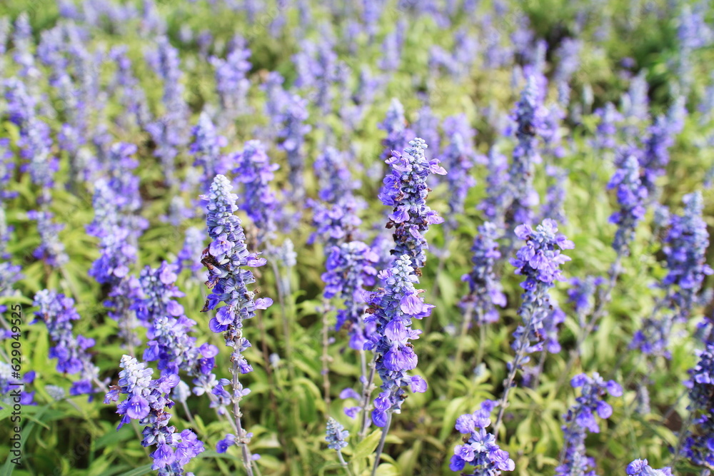 夏に満開に咲くブルーサルビアの花