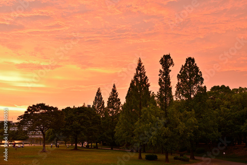 メタセコイアのある夕景 photo