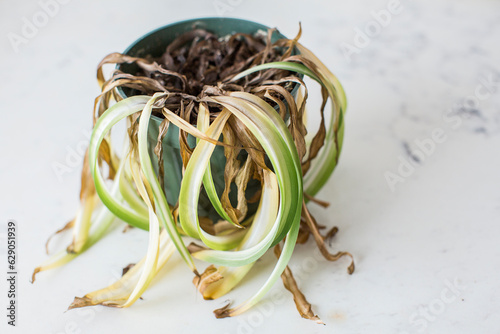 Dead and shriveled spider plant in plant pot