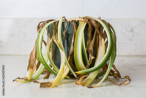 Dead and shriveled spider plant in plant pot photo