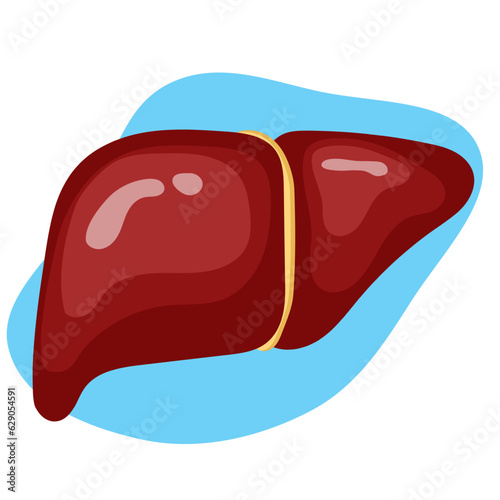 Illustration of human liver organ in vector
