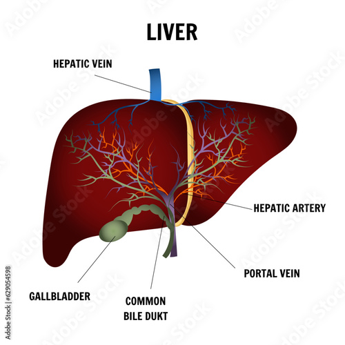 Medical infographic of liver in vector