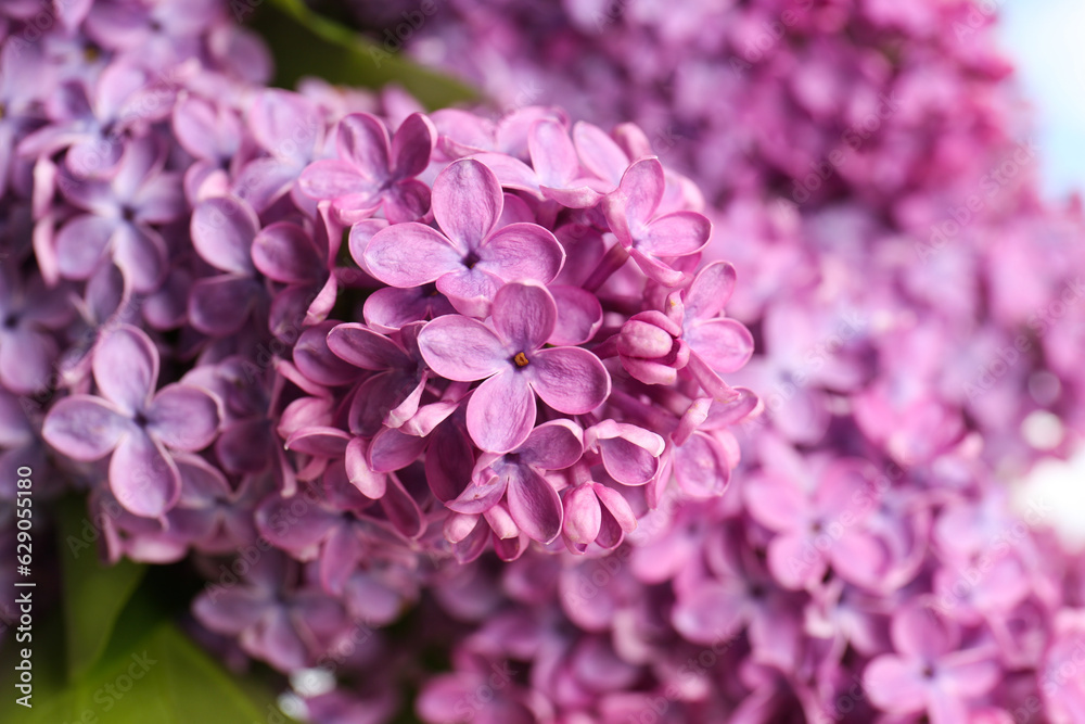 Beautiful blooming lilac flowers on blurred background, closeup