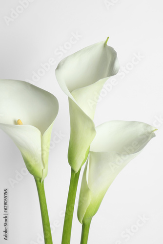Beautiful calla lily flowers on white background