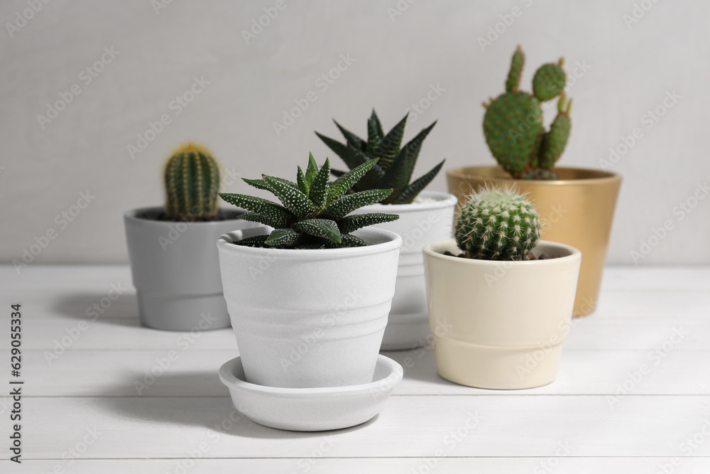 Many different succulent plants in pots on white wooden table Many different succulent plants in pots on white wooden table