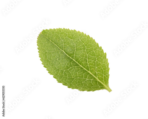 One green bilberry leaf isolated on white, top view