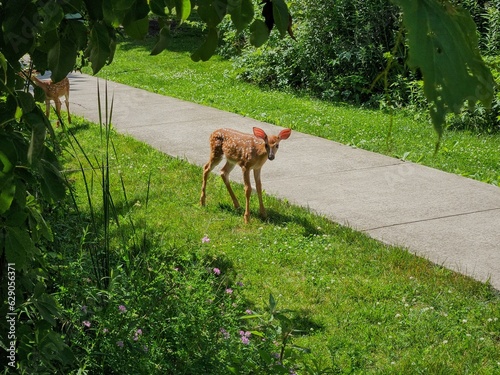 Curious Young Fawn Looking at Camera Next to Sidewalk