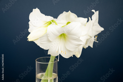 White amaryllis bloom in a vase on dark blue background