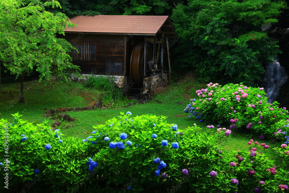 水車小屋と紫陽花 水車小屋と紫陽花