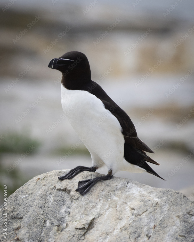 Fototapeta premium Sea Birds on a Rock