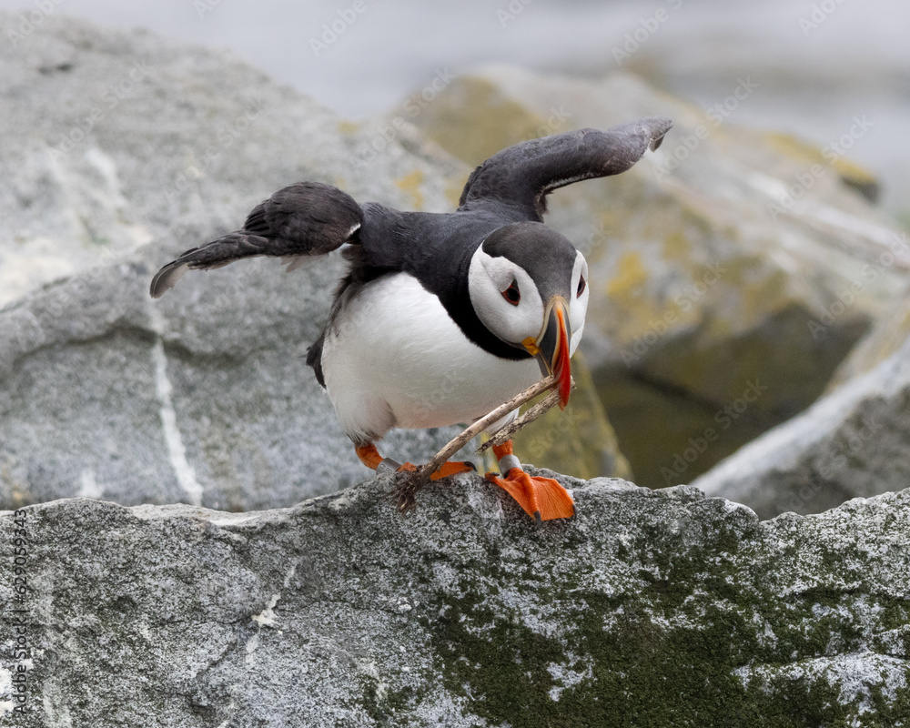 Fototapeta premium Atlantic Puffins of Machias Seal Island, Maine