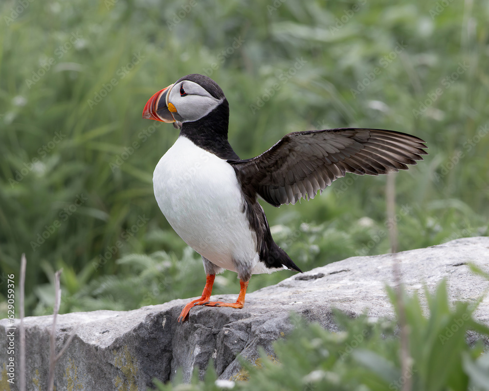 Atlantic Puffins of Machias Seal Island, Maine Atlantic Puffins of Machias Seal Island, Maine