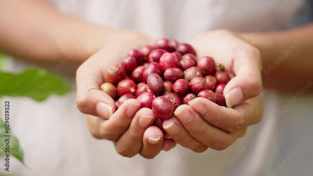 close up female coffee farmer hands full of red coffee berries, handpicked close up female coffee farmer hands full of red coffee berries, handpicked