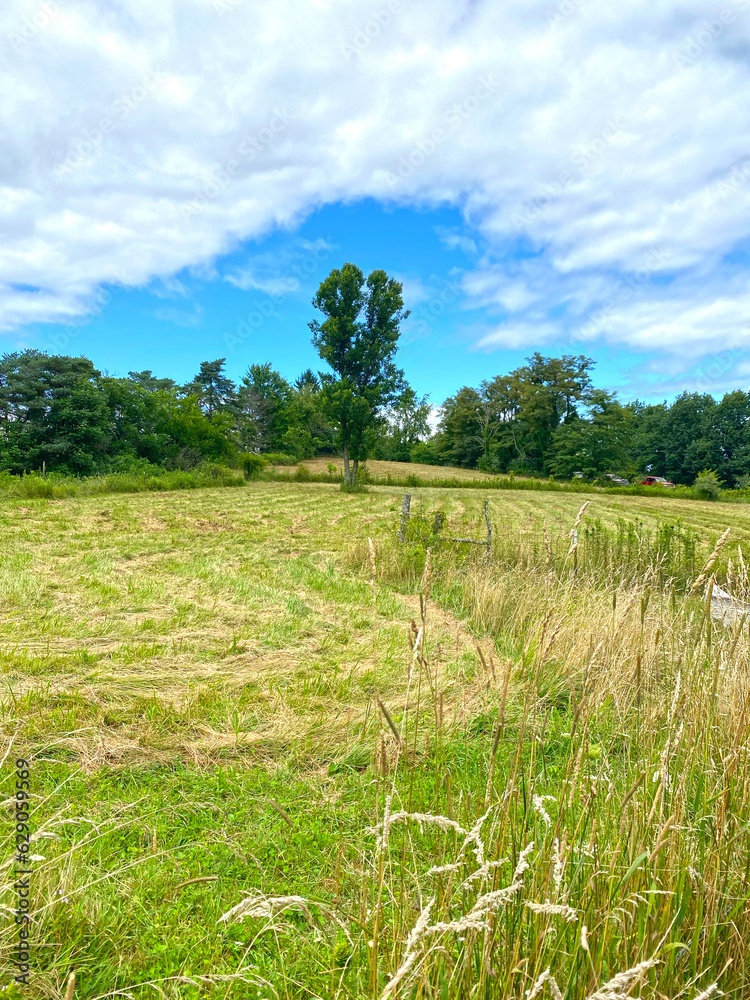 Fototapeta premium green field and sky