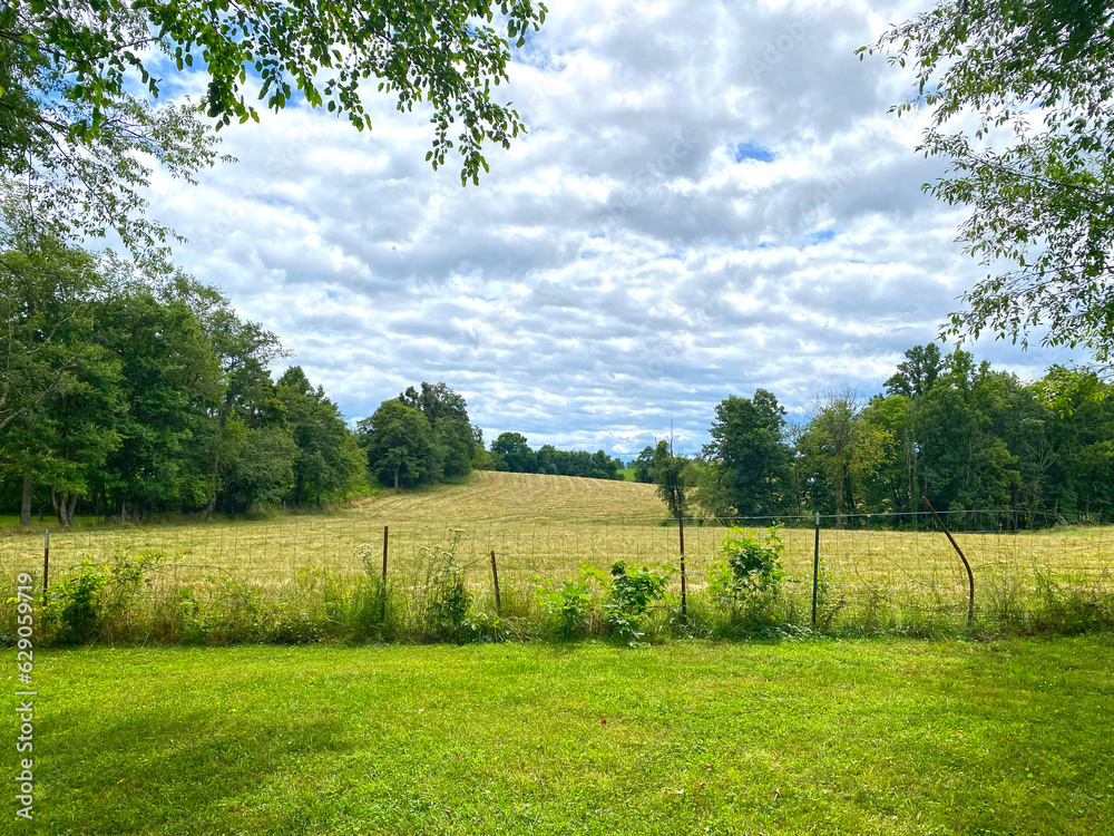 Obraz premium field in the summer