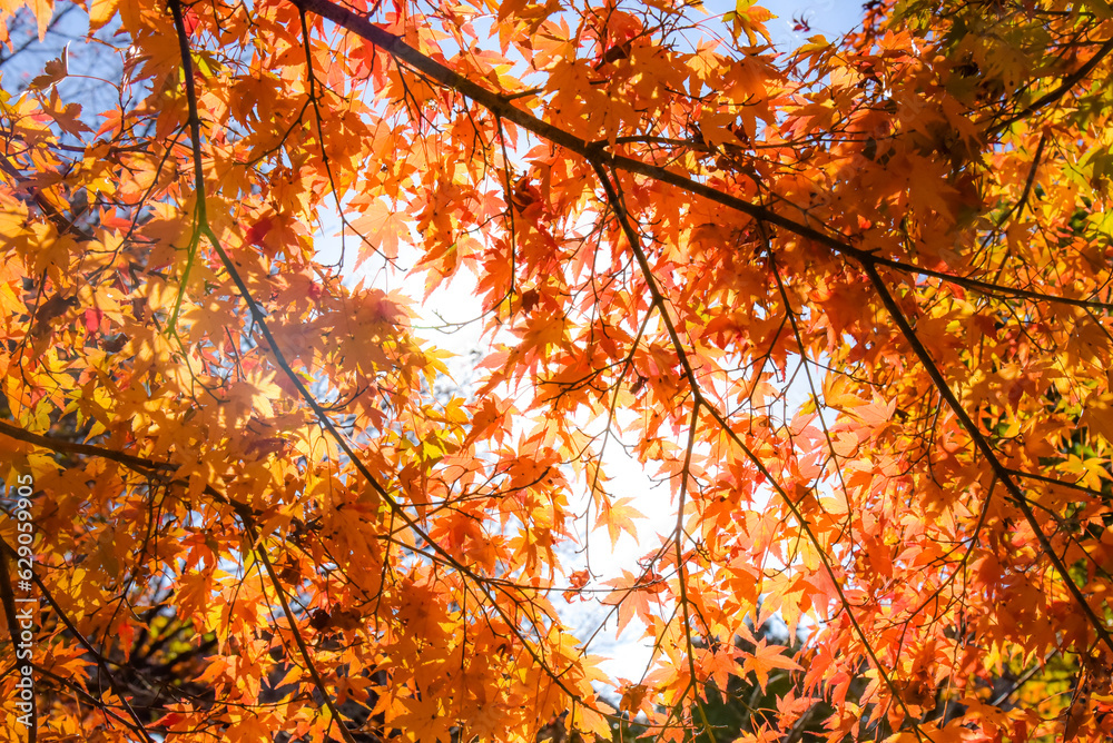 鮮やかに色づいた紅葉 鮮やかに色づいた紅葉