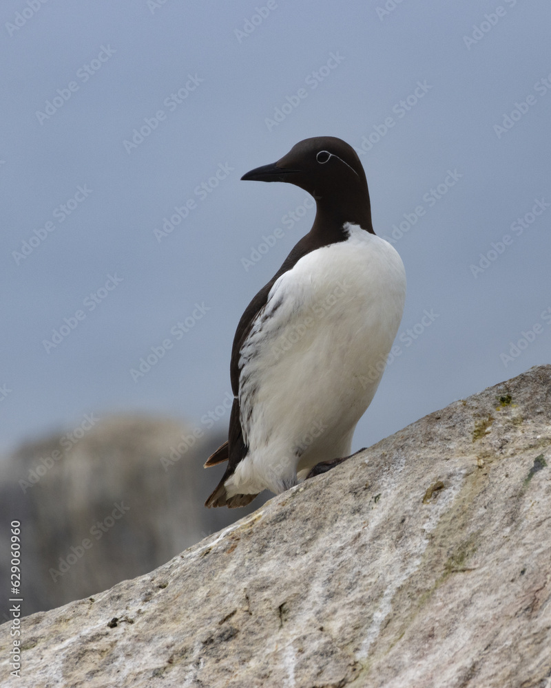 Atlantic Puffins of Machias Seal Island, Maine Atlantic Puffins of Machias Seal Island, Maine