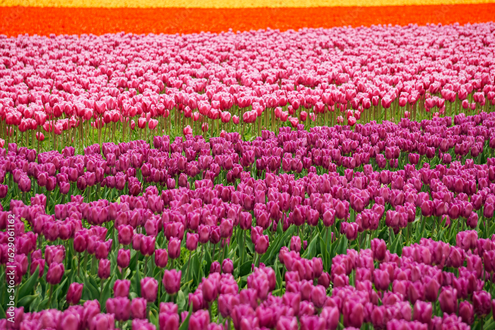 field of tulips