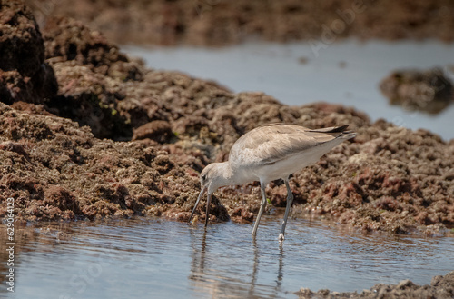 Valokuva A young Willet scours the surf line for food