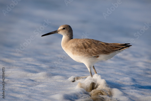 Valokuva A young Willet scours the surf line for food