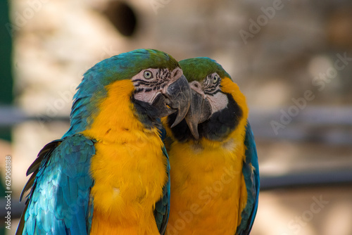 Arara azul, arara, animais, colorido, bico, amarelo, azul, tropical, ara, natureza, cor, exótica