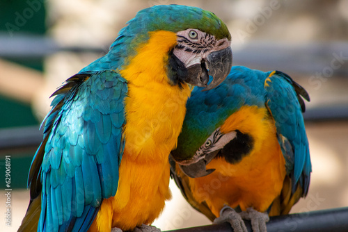 papagaio, ave,Arara azul, arara, animais, colorido, bico, amarelo, azul, tropical, ara, natureza, cor, exótica