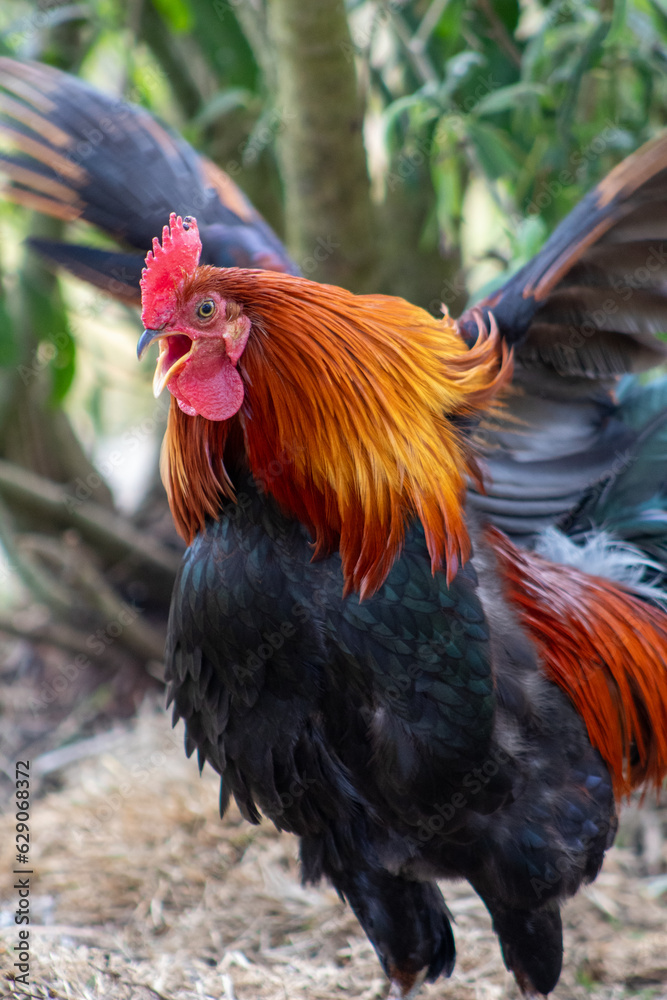 Φωτογραφία galo, ave, animais, fazenda, aves domésticas, pena, natureza, vermelho, colorido
