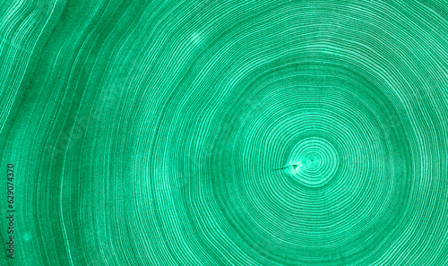 Detailed green wood tree with circle growth rings pattern