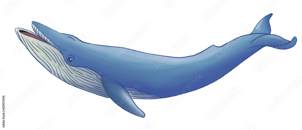 Obraz premium Blue whale transparent
