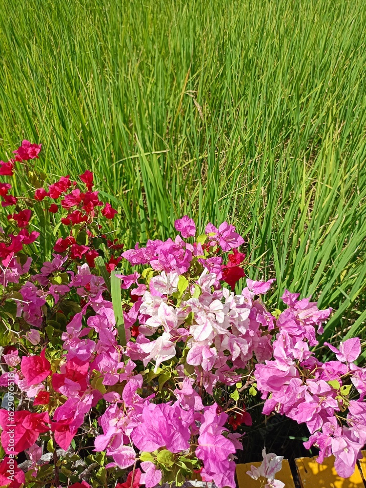 pink and white flowers in field rice green leaves beauty nature

