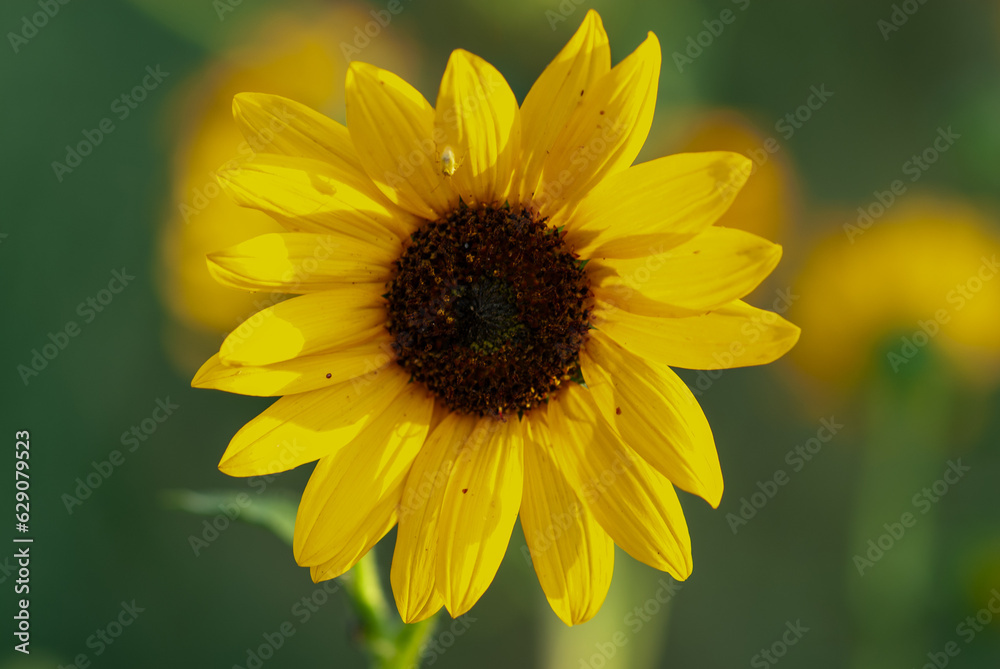 Sunflower photographed in the late afternoon. Sunflower photographed in the late afternoon.