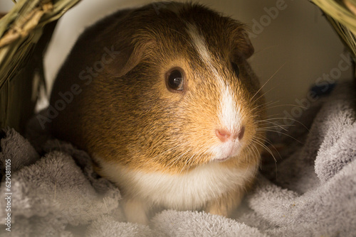 Close up view of a guinea pig