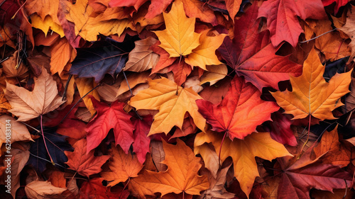 Maple Leaves in Autumn