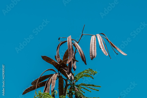 Leucaena leucocephala is a small fast-growing mimosoid tree,jumbay, pearl wattle, white leadtree, river tamarind, ipil-ipil, tan-tan, white popinac.Kahala Lookout, Diamond Head, Honolulu, Oahu, Hawaii photo